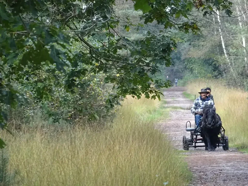 Wandelen rondje Ossengoor en Chaamse Bossen. Wandelen door een bosrijke omgeving in de omgeving van Chaam. Het rondje Ossengoor is voor die wandelaar die wil genieten van rust, ruimte en een mooie natuur. 