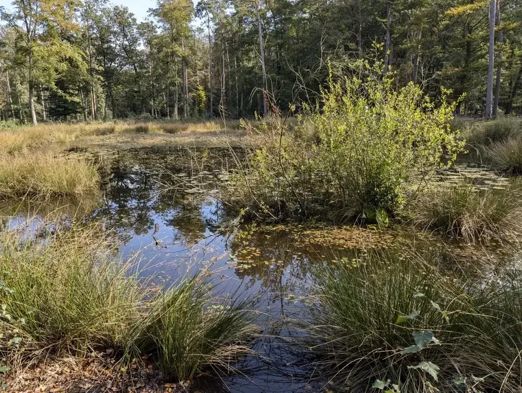Plateaux-Hageven is een natuurgebied op de grens met Nederland en België. Mooi wandelen door de bossen, over de hei en langs de sfeervolle vennen. 