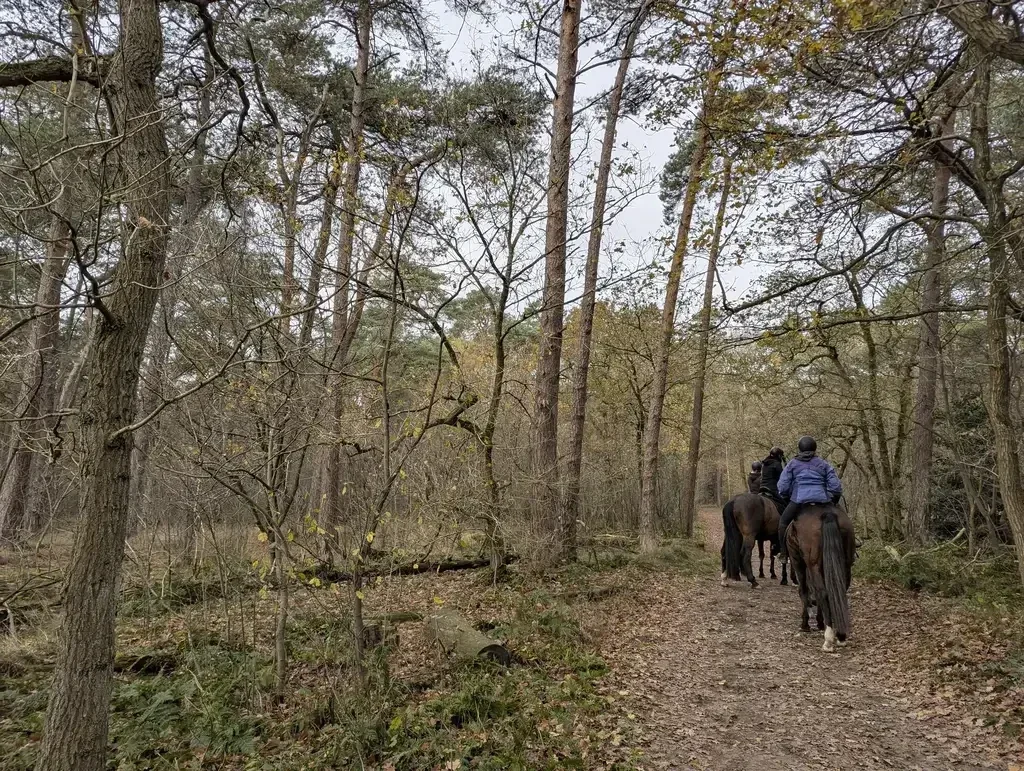 Wandelen rondje Vrachelse Heide en De Moeren in Oosterhout. wandelen door een bos en heidegebied in de omgeving van Oosterhout.
