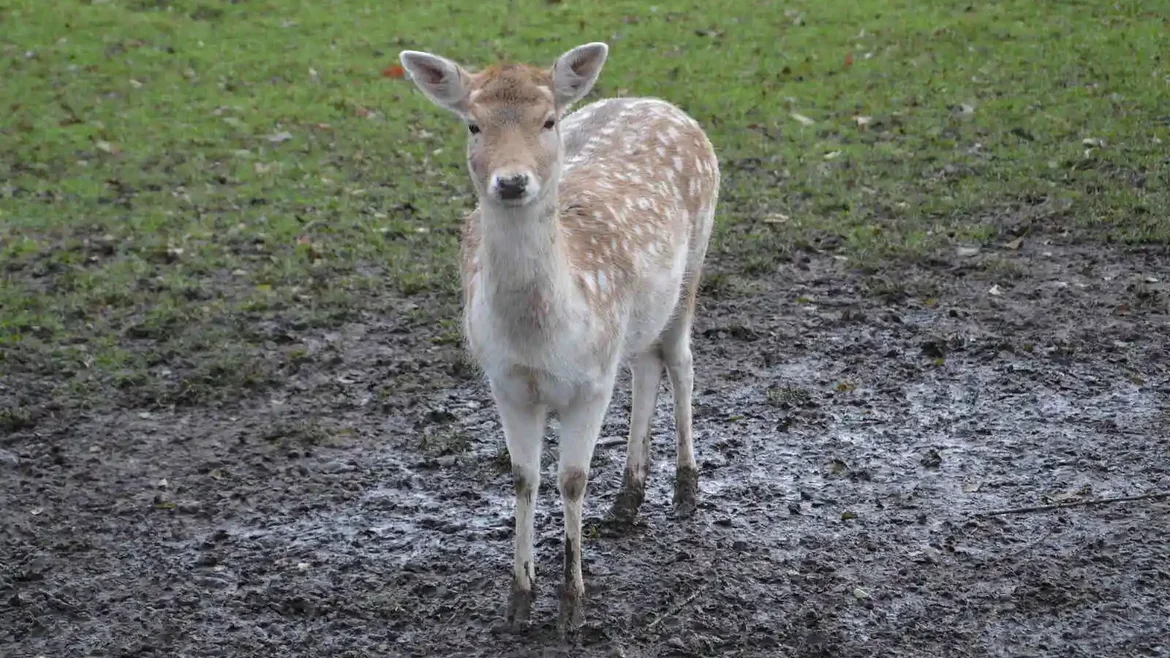 Het Almbos is een bos met grienden en een weids polderlandschap.