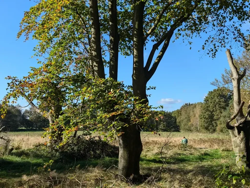 Wandelroute vanuit het Brinkdorp Den Hout. Een mooie wandeling door de Vrachelse Heide.  Een mooie afwisseling van bos, heide, polders en wandelen langs het Wilhelminakanaal.