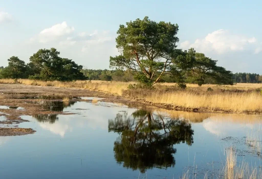 Wandelroute De Maashorst bij het Natuurcentrum in Nistelrode.