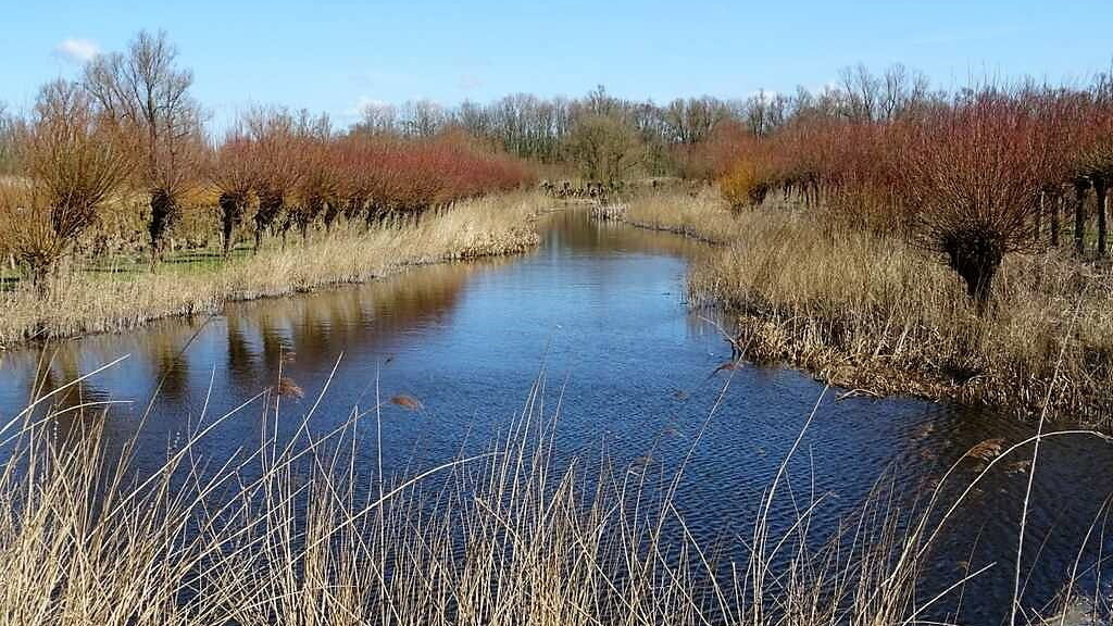 Nationaal Park De Biesbosch.