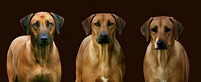 Rhodesian ridgebacks of Mwammoja