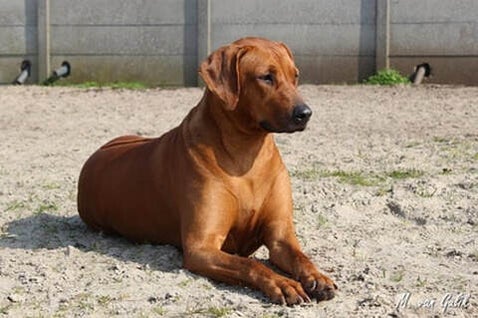 Teddy / Onze honden | Kluck's Castle Rhodesian ridgeback kennel