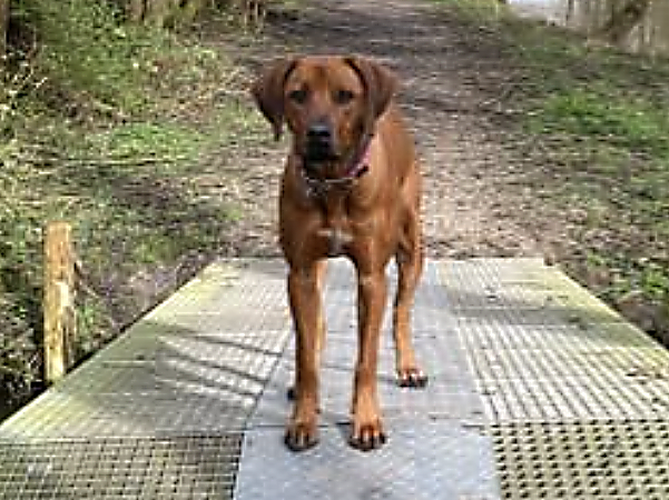 Willow / Onze honden | Kluck's Castle Rhodesian ridgeback kennel