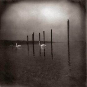 Om : Conference of the birds lp