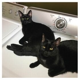 Sam prekop & John mcentire : Sons of 2lp