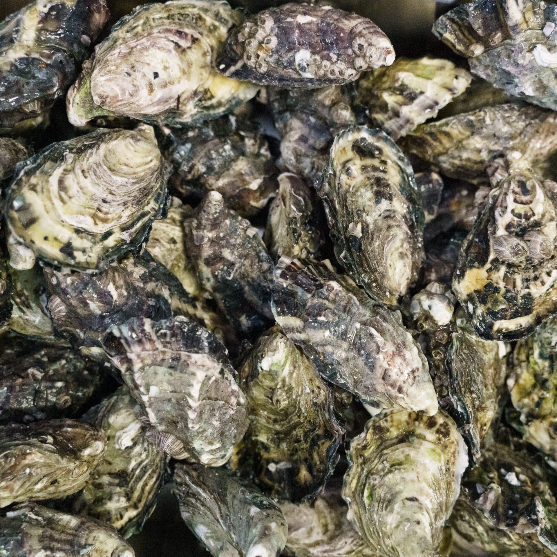 CF Fresh Oysters