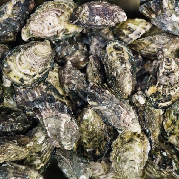 CF Fresh Oysters