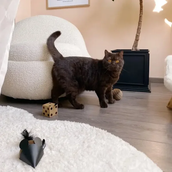 District 70 - GIFT SET - 3 toys: DICE, GLORY, MOUSE