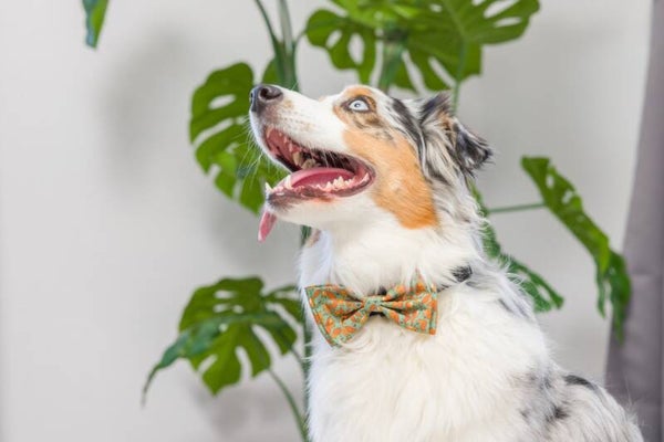 H&K Bow Tie Silly Squirrels