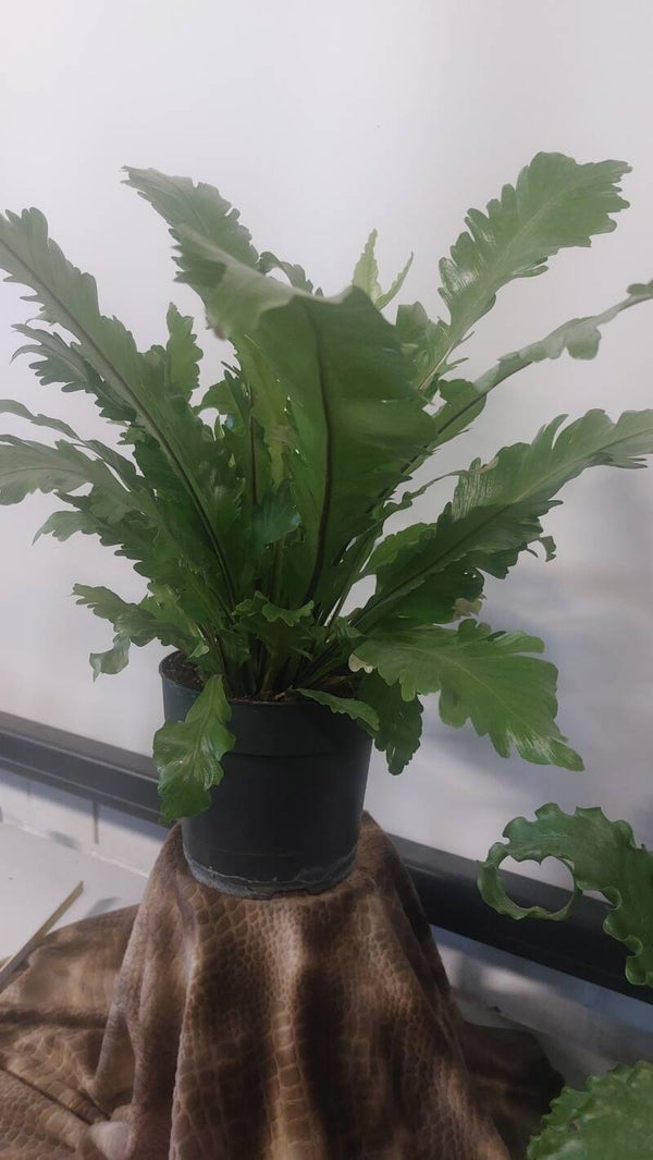 Asplenium nidus ´Campio´