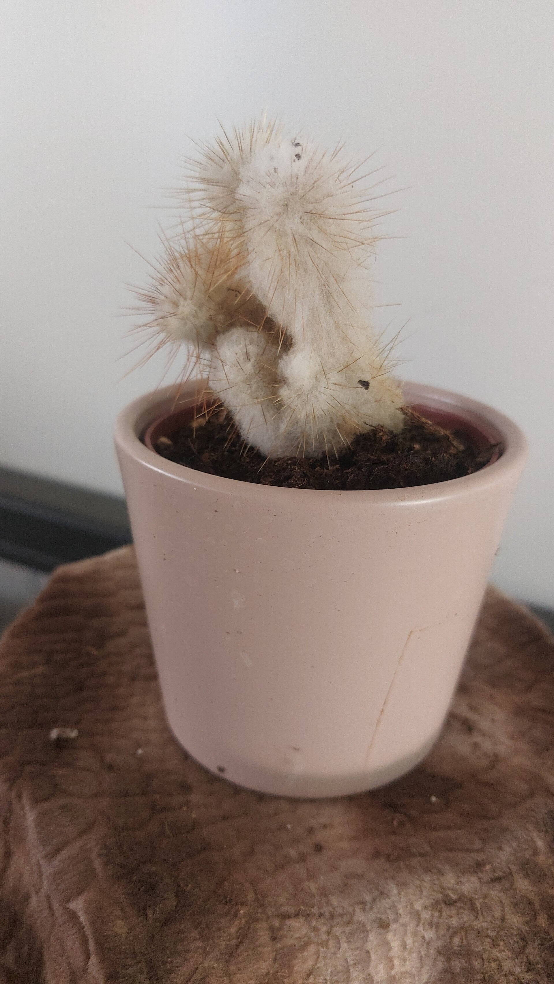 Espostoa melanostele