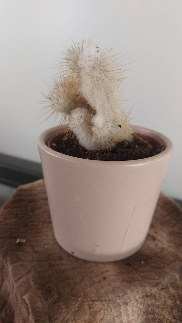 Espostoa melanostele