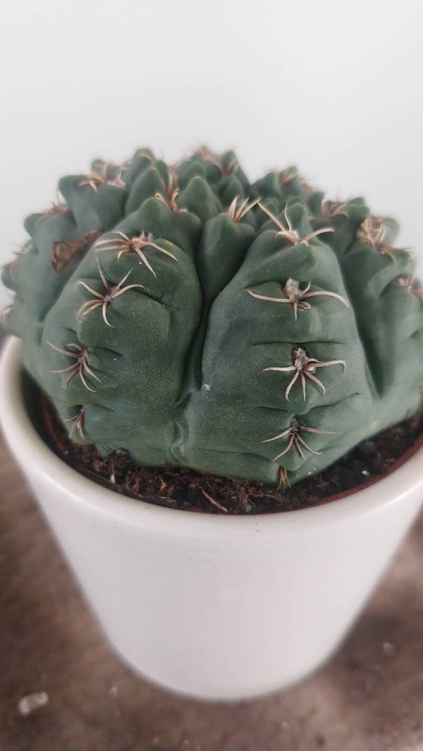 Gymnocalycium baldianum