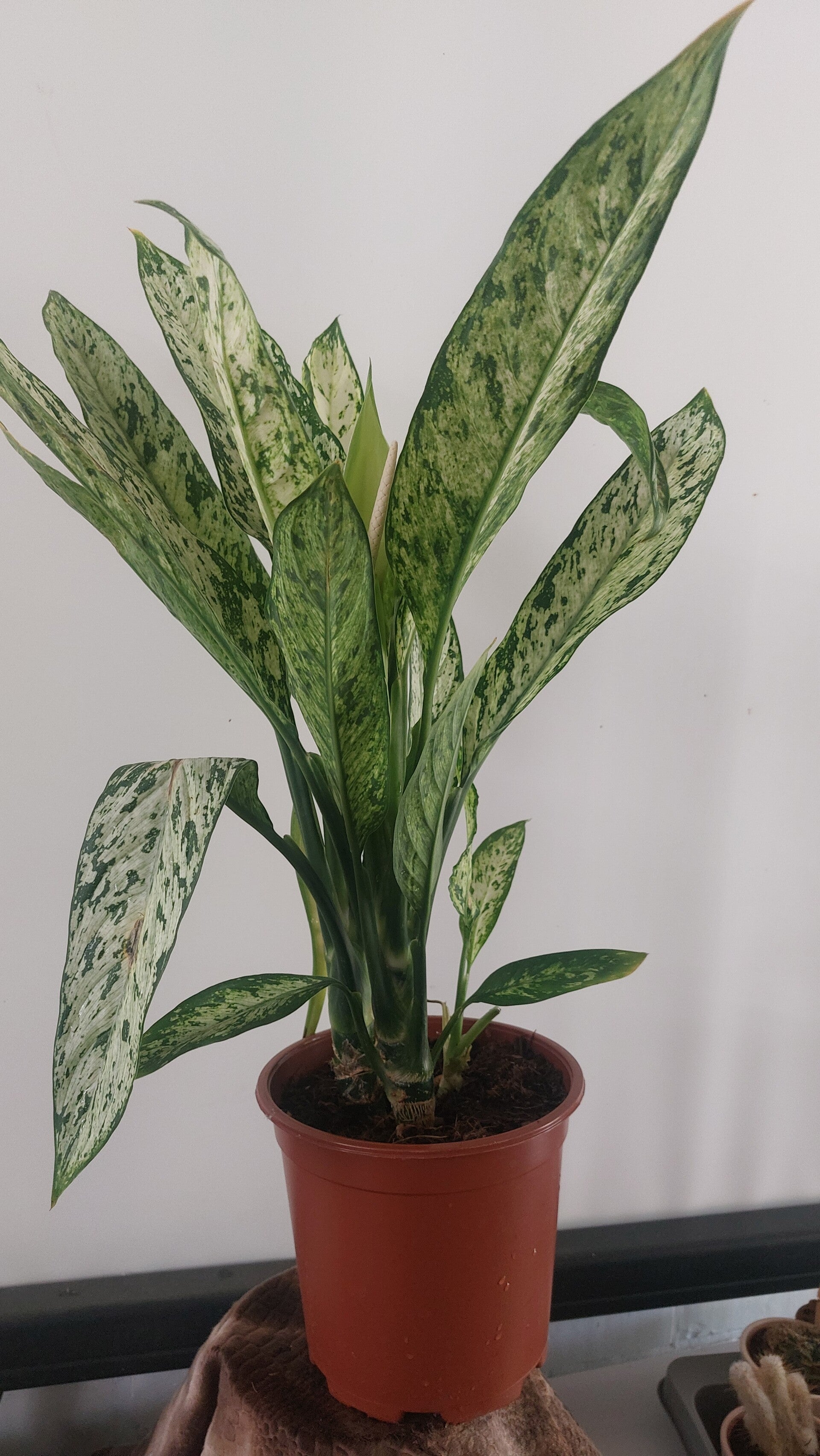 Dieffenbachia seguine 'Vesuvius