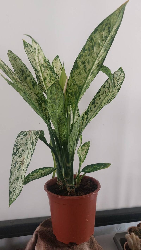 Dieffenbachia seguine 'Vesuvius