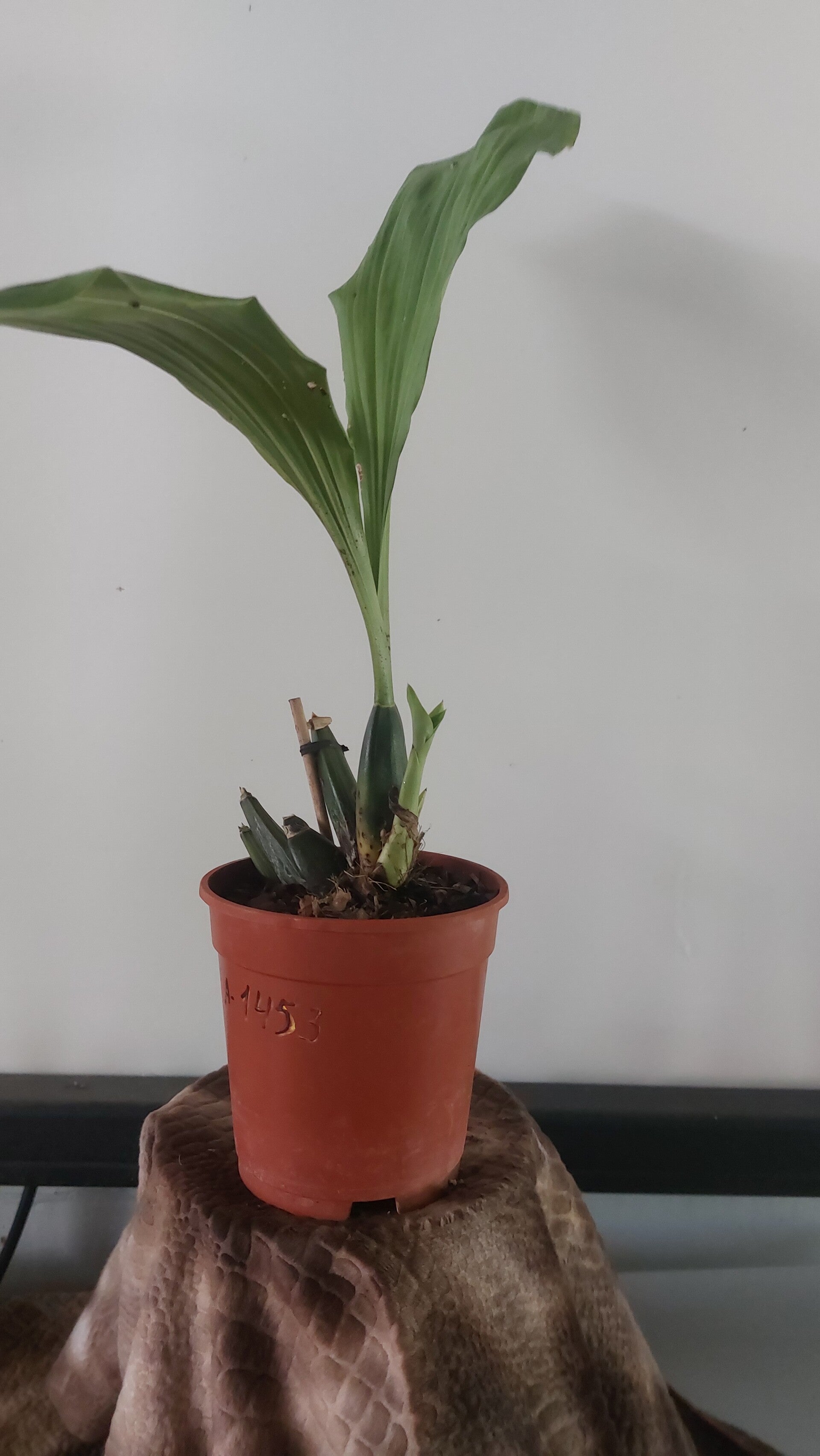 Anguloa uniflora x xrolfei