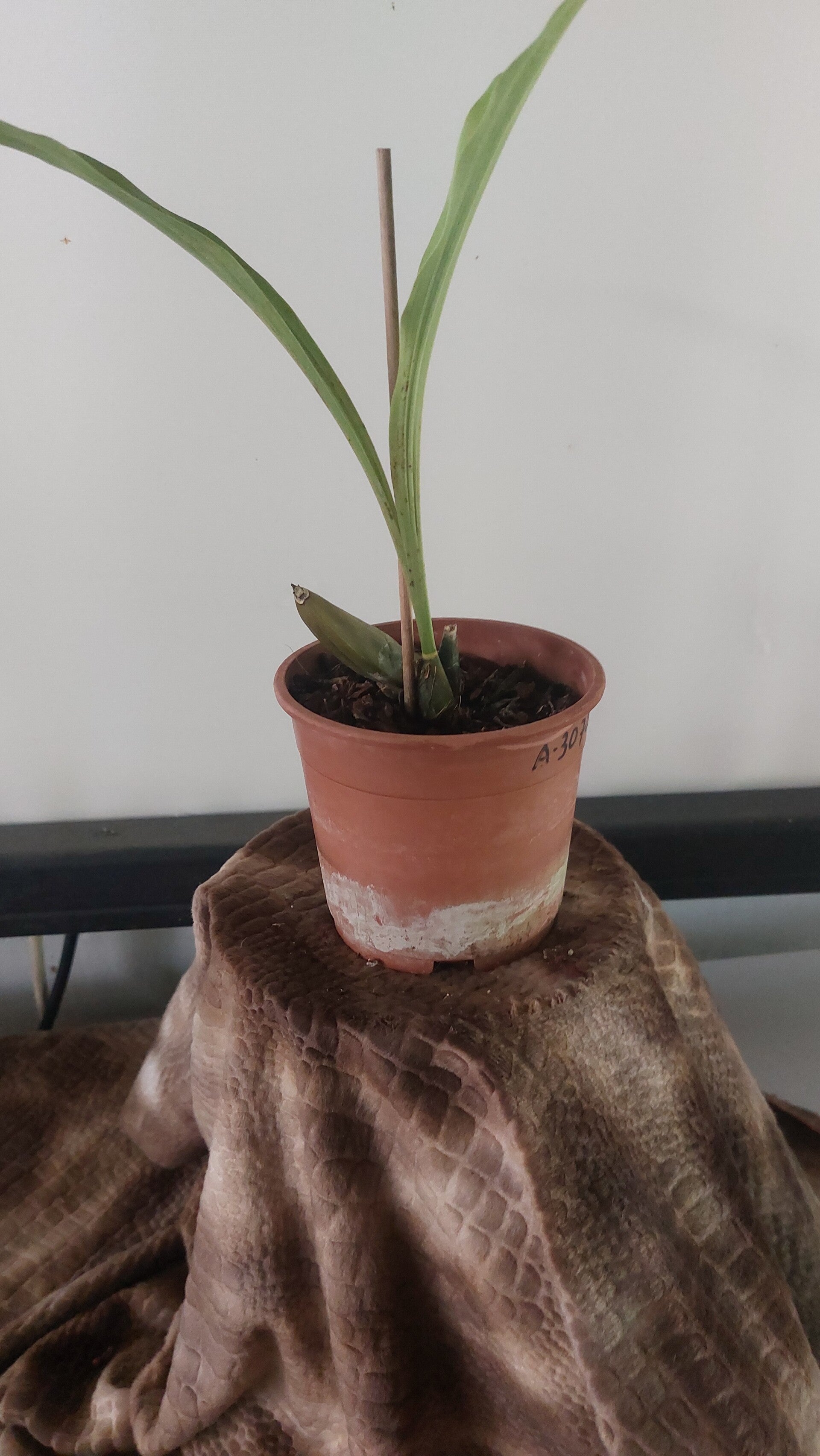 Angulocaste A. Lady Bath X L. Sunrize