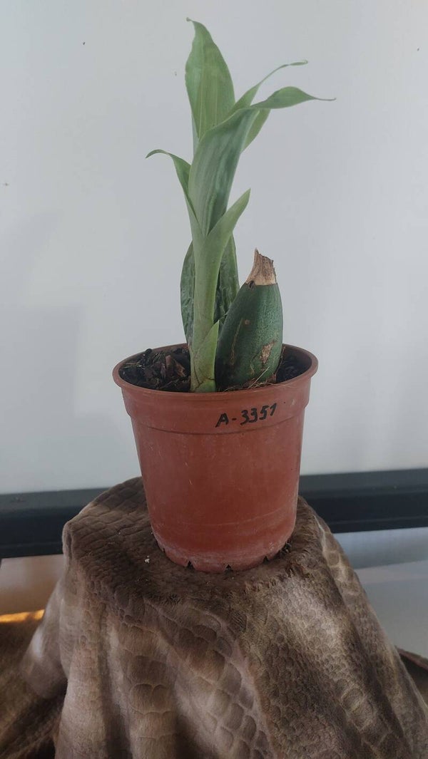 Angulocaste 'Pink Charm'