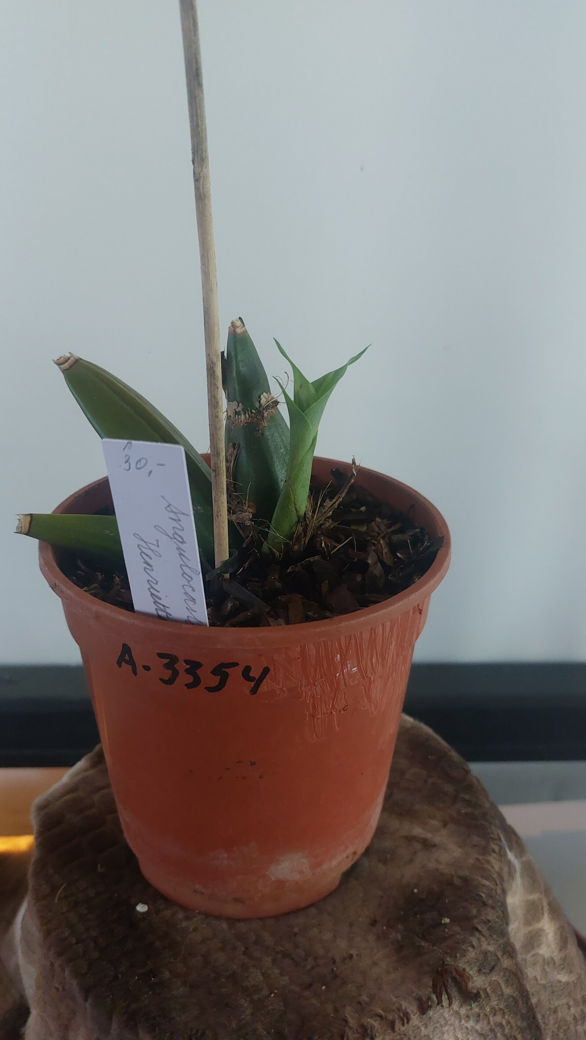 Angulocaste Henriette Collin