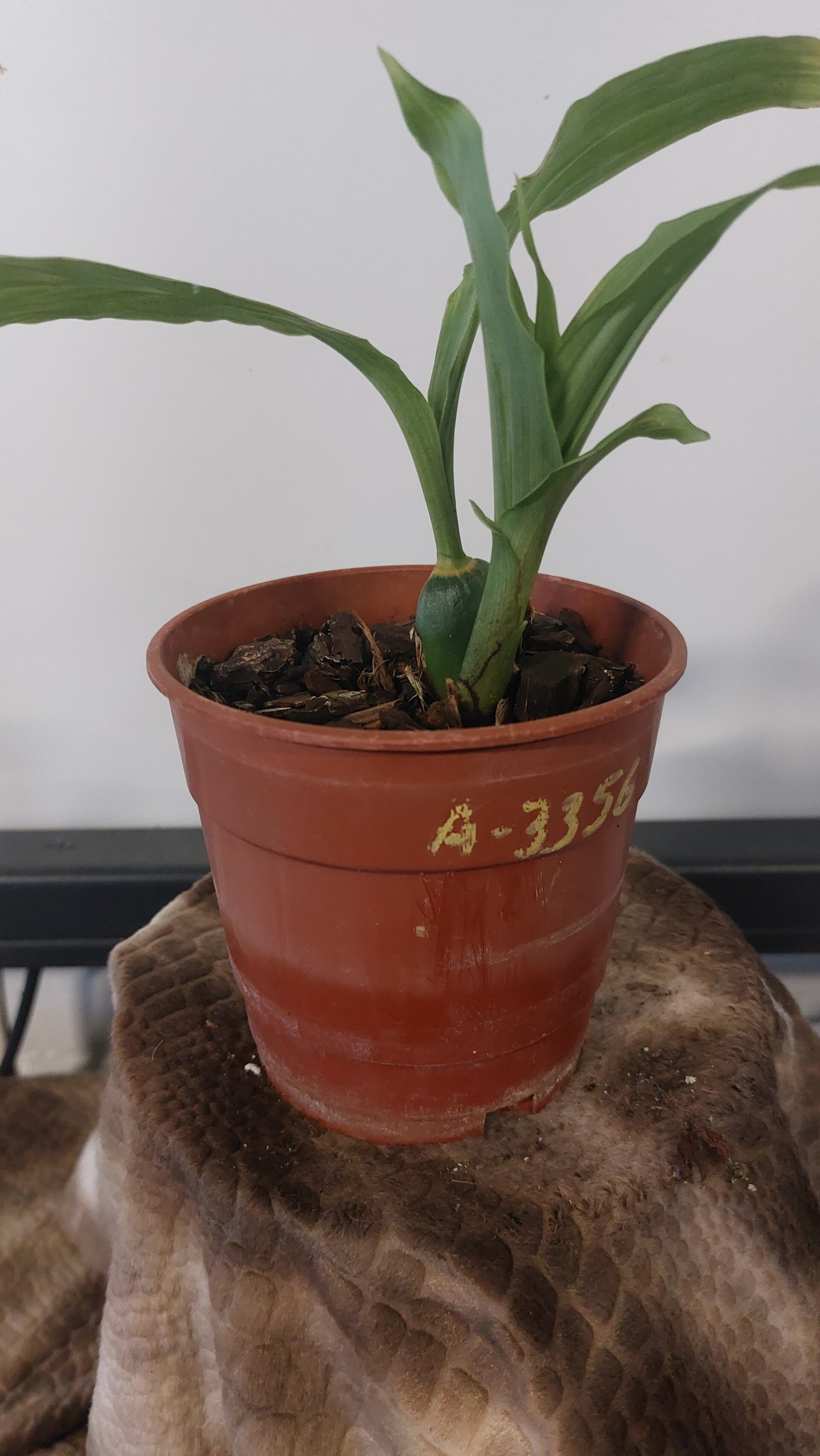 Angulocaste Surprice
