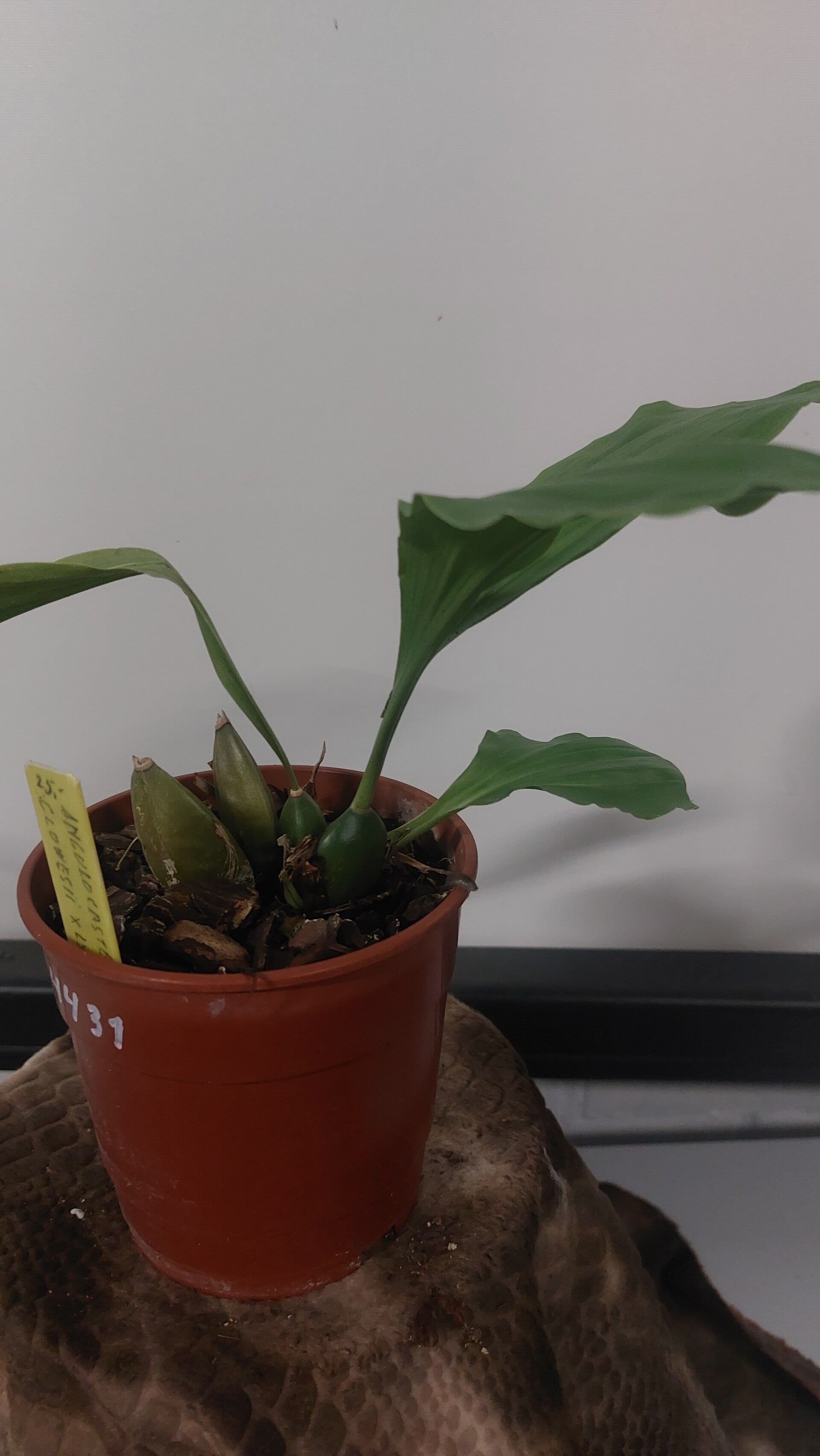 Anguocaste A. cowesii X L. dowiana