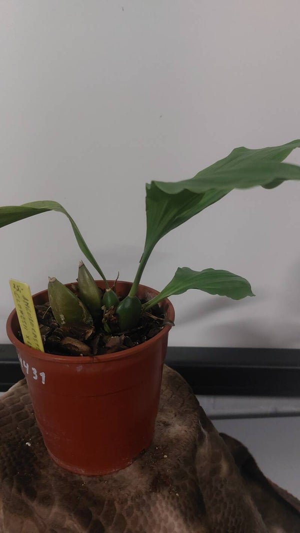 Anguocaste A. cowesii X L. dowiana