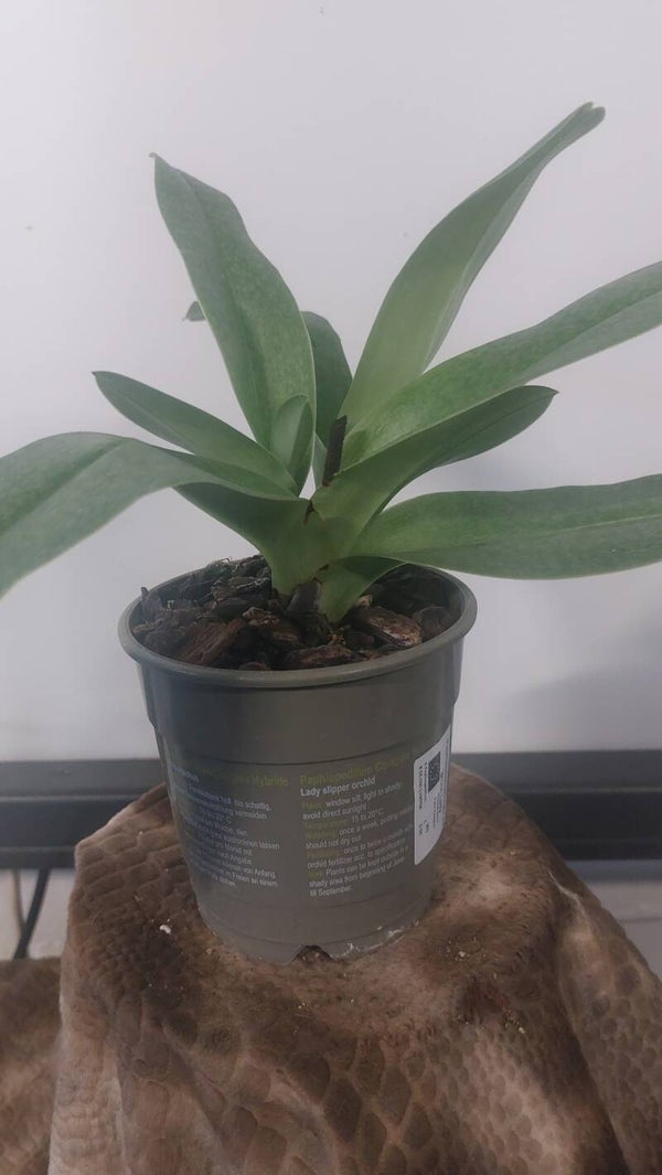 Paphiopedilum White Lady