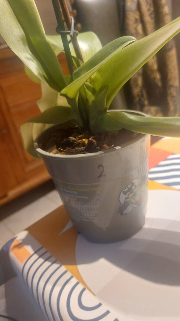 Paphiopedilum Hybride 7000  (geel)