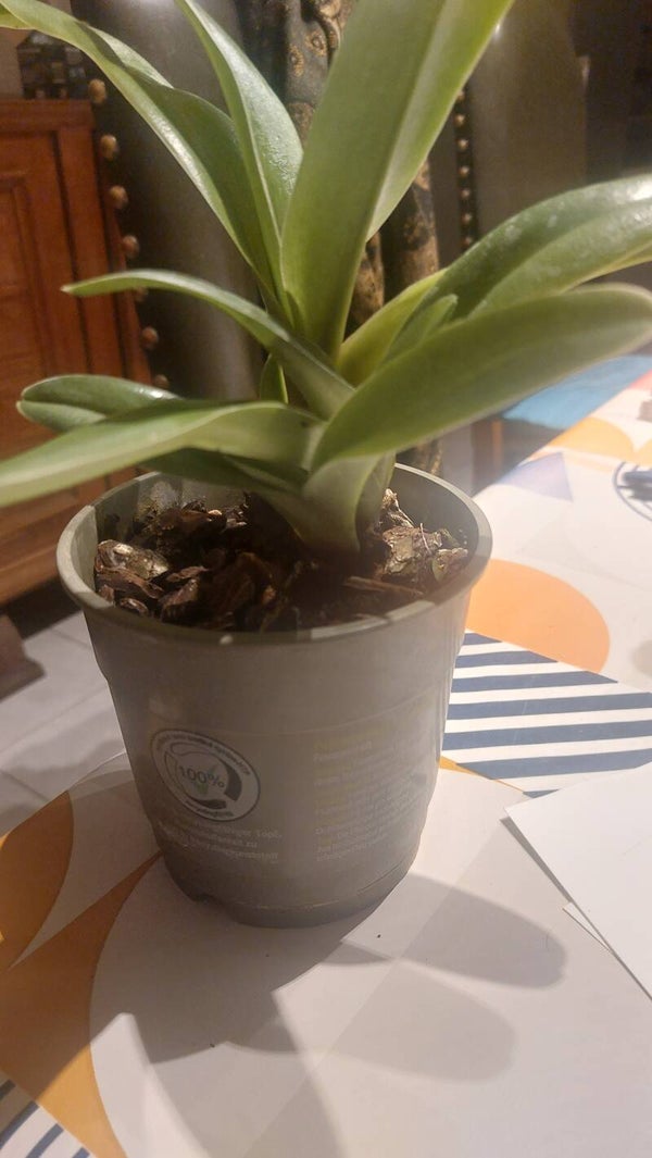 Phapiopedilum Hybride 19655
