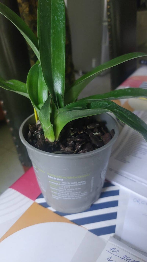 Paphiopedilum Hybride 20631