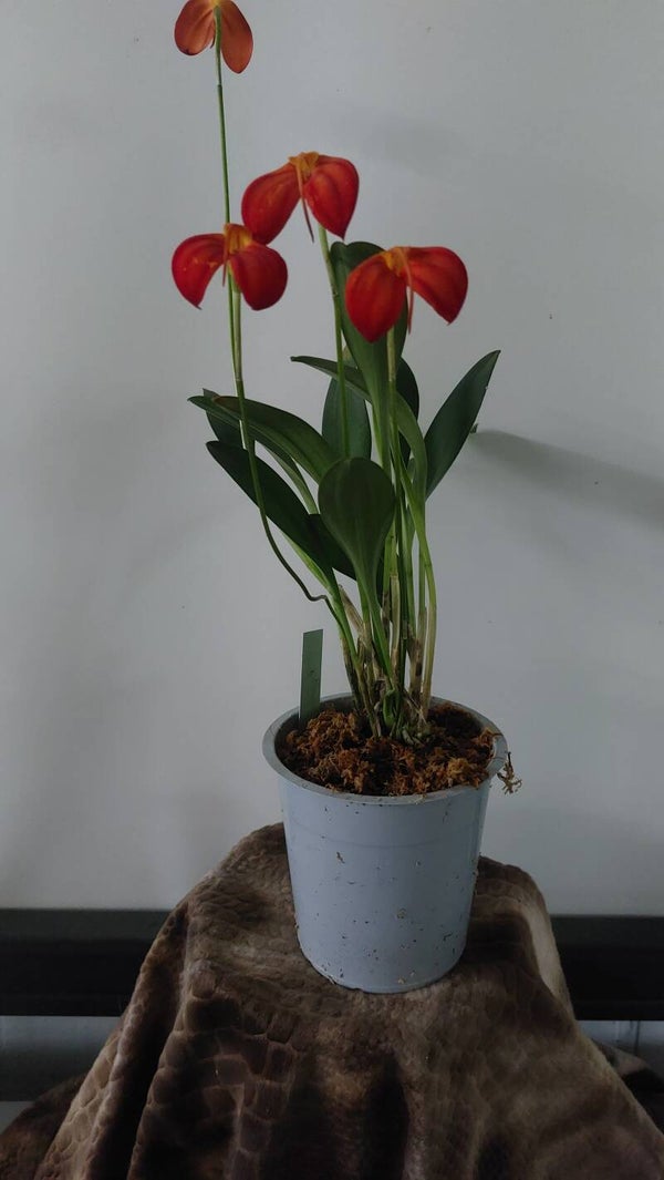 Masdevallia ignea