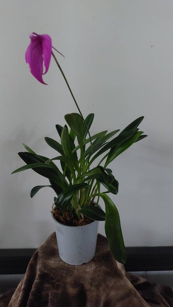 Masdevallia coccinea
