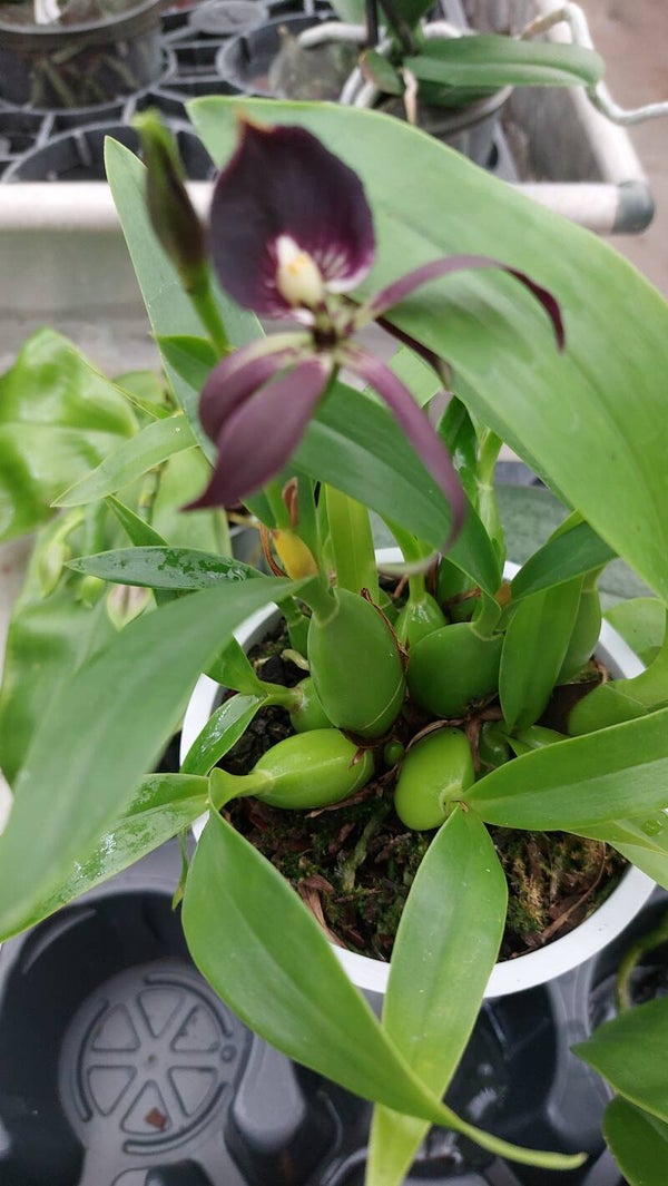 Encyclia 'Black Comet'   (Guarechea Black Comet)
