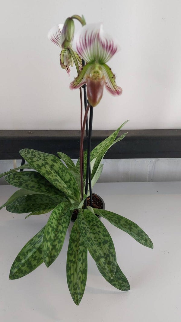 Paphiopedilum callosum