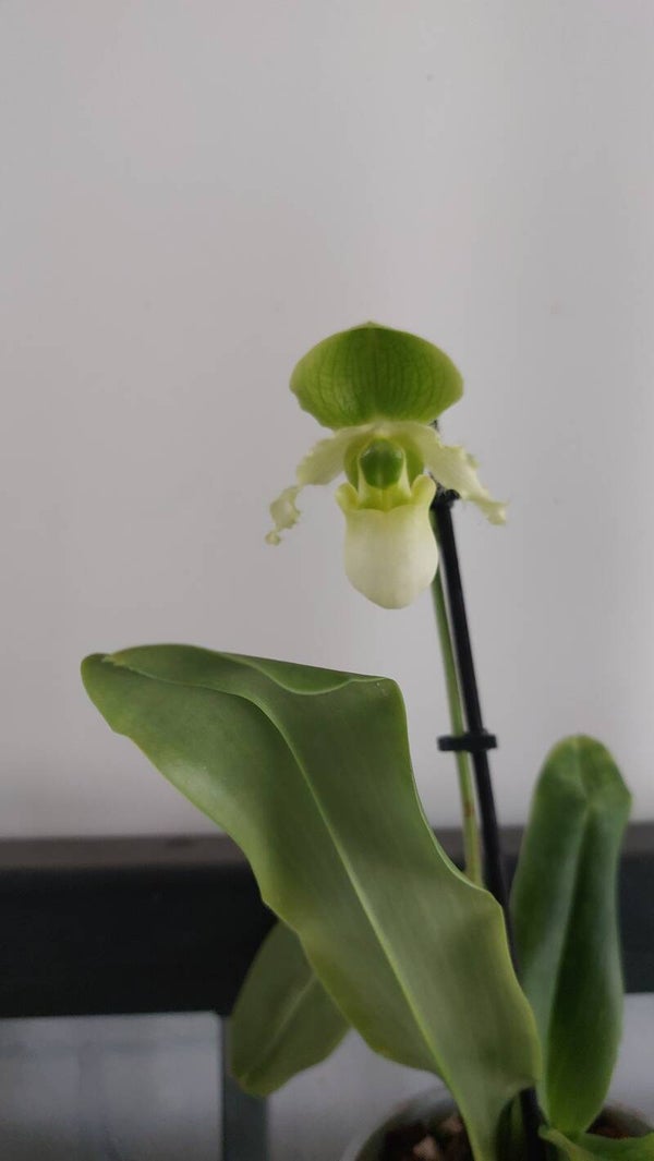 Paphiopedilum Pinocchio 'Alba'