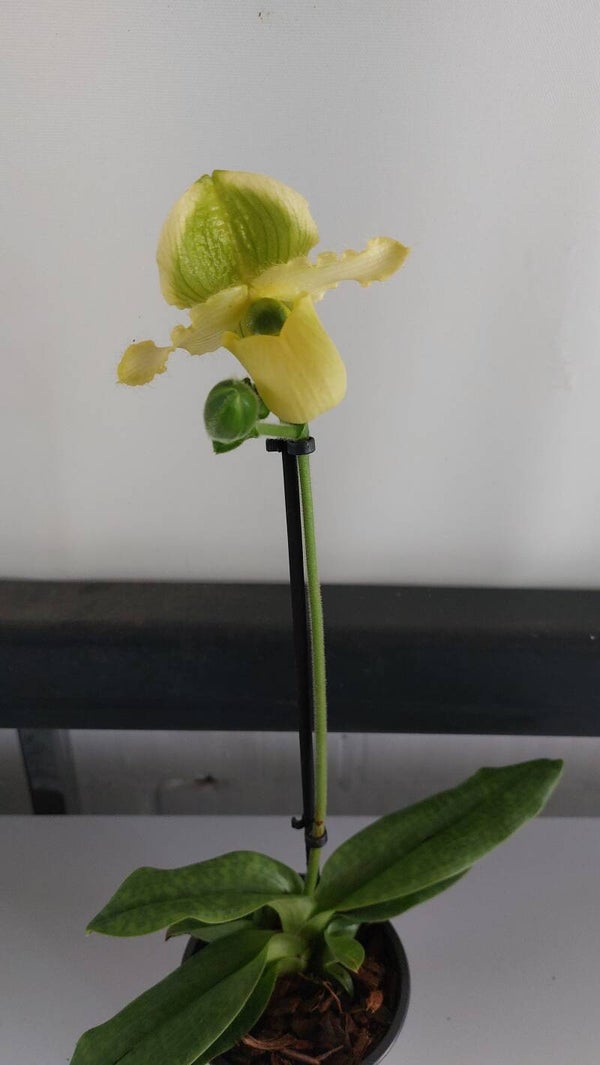 Paphiopedilum Pinocchio 'Geel'