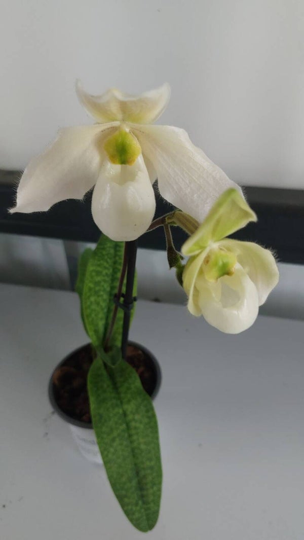 Paphiopedilum Deperle