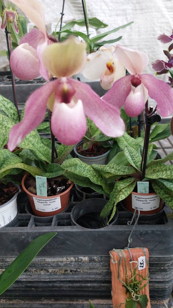 Paphiopedilum Deperle 'roze vorm'