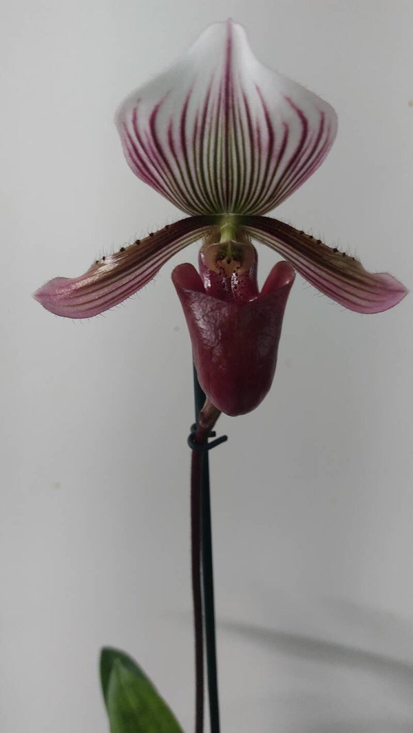 Paphiopedilum barbatum 'nigritum'