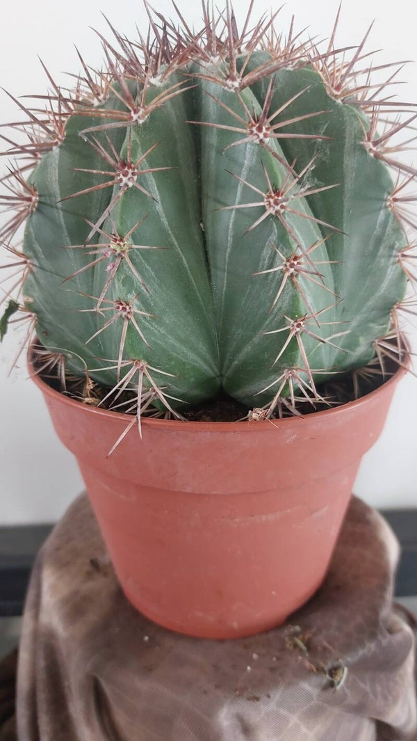 Ferocactus stainesii