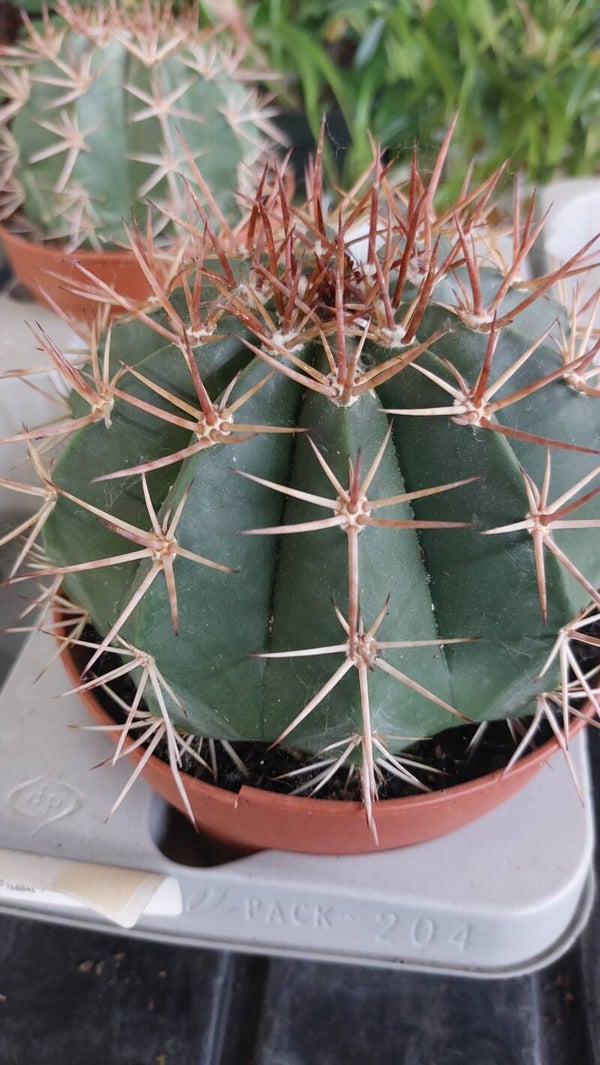 Melocactus conoideus