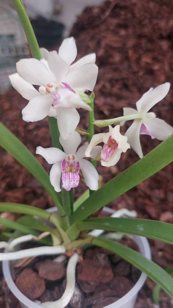 Holcoglossum Hybride