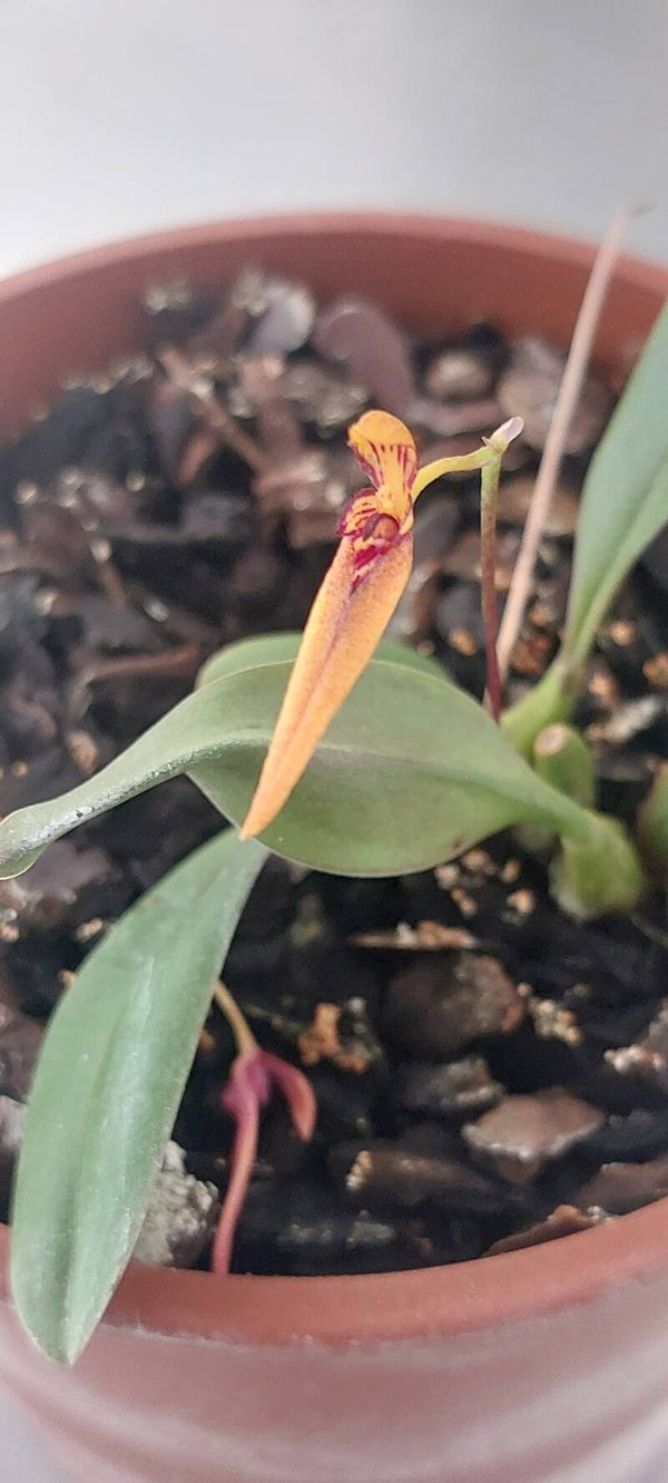 Bulbophyllum hiradense