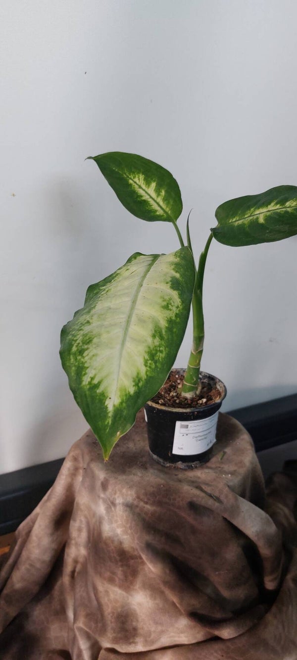 Dieffenbachia 'Camilla'