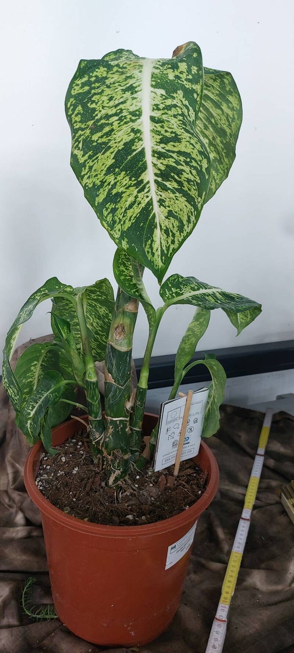 Diffenbachia  'Mars'