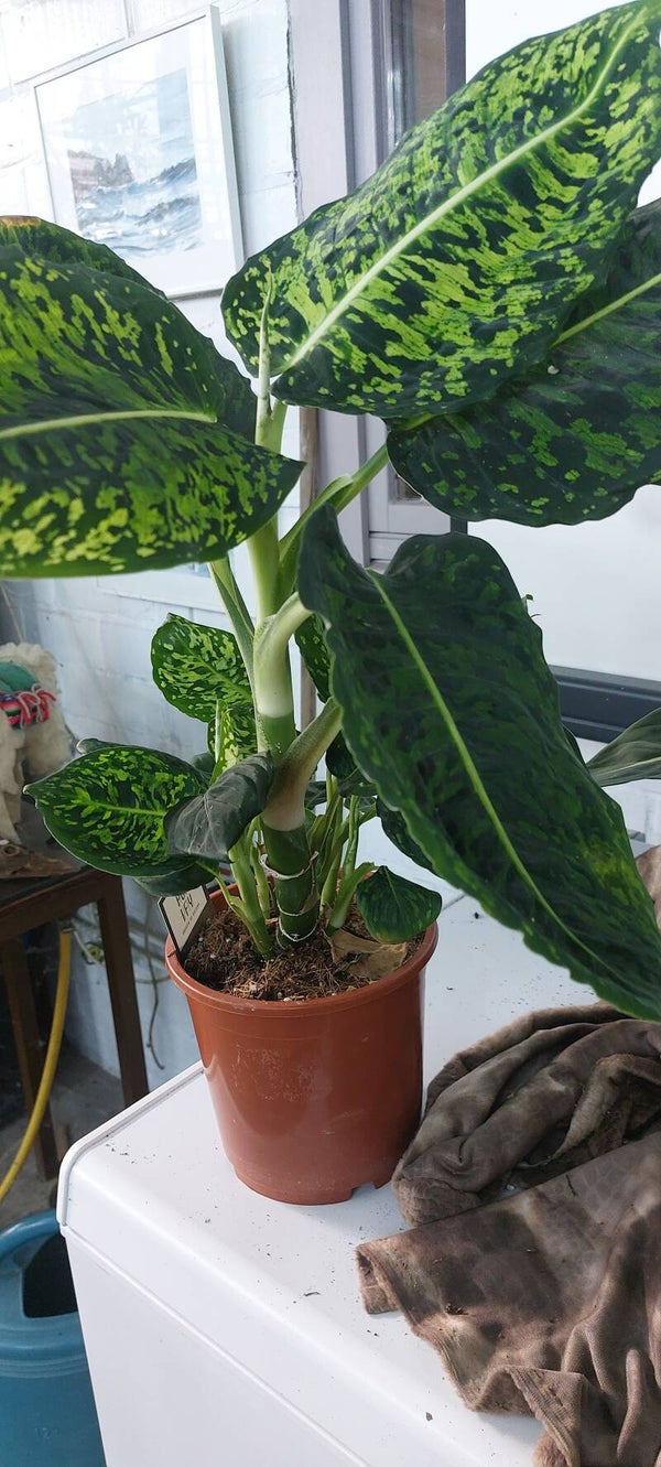 Dieffenbachia 'Reflector'