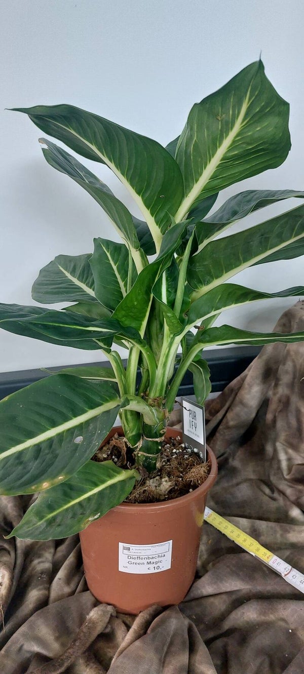 Dieffenbachia 'Green magic'